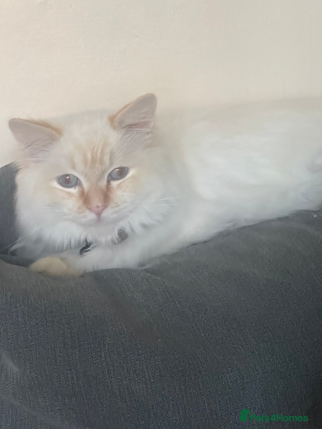 Ragdoll cats for sale: Ragdoll  - Image 7