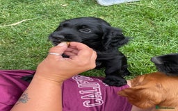 Cocker Spaniel dogs for sale: Cocker spaniel pups ready now - Image 15