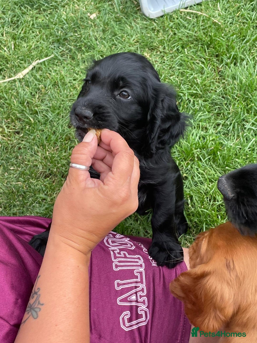 Cocker Spaniel dogs for sale: Cocker spaniel pups ready now - Image 15