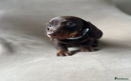 Miniature Dachshund dogs for sale: Charming Miniature Dachshund Puppies 2 Girls 1 Boy - Image 9