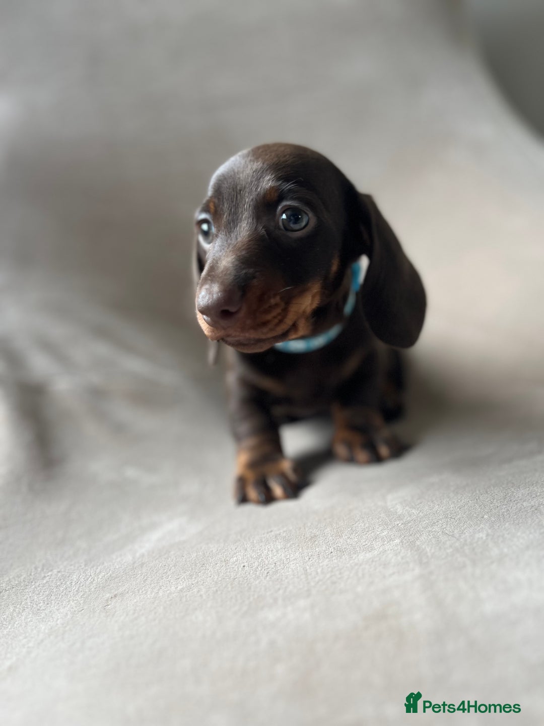 Miniature Dachshund dogs for sale: Charming Miniature Dachshund Puppies 2 Girls 1 Boy - Image 9