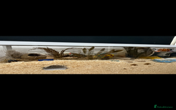 Hamster rodents for sale: Re-homing my hamster pumpkin  - Image 1