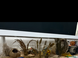 Hamster rodents - Advert 31