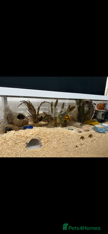 Hamster rodents - Advert 1