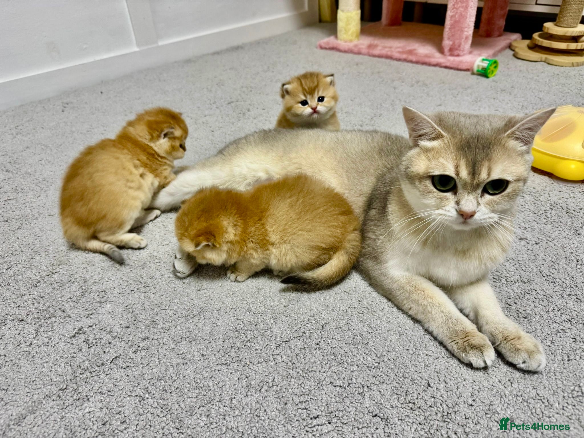 British Shorthair cats Gorgeous British Shorthair Kittens 🐾 - Advert 4