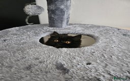 Persian cats for sale: Stunning Persian Boy - Image 8