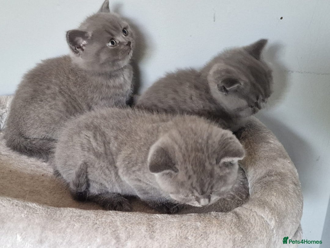 British Shorthair cats for sale: GCCF REG. ACTIVE BSH KITTENS SHOW LINES - Image 14
