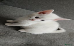 European cats for sale: Cats  - Image 12