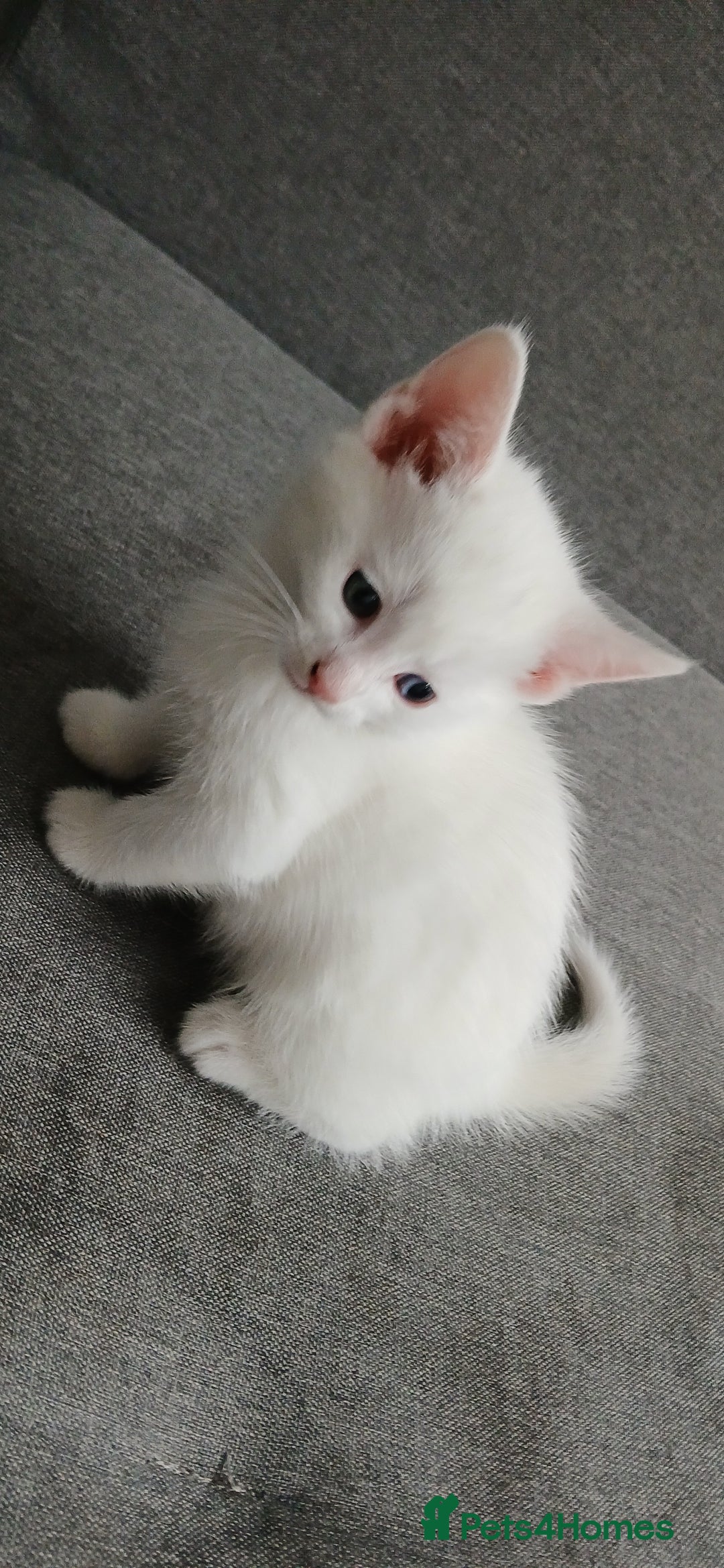 European cats for sale: Cats  - Image 12