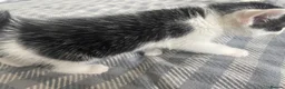 Mixed Breed cats for sale: kittens  in Witham - Advert 4