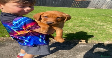 Labrador Retriever dogs - Advert 2