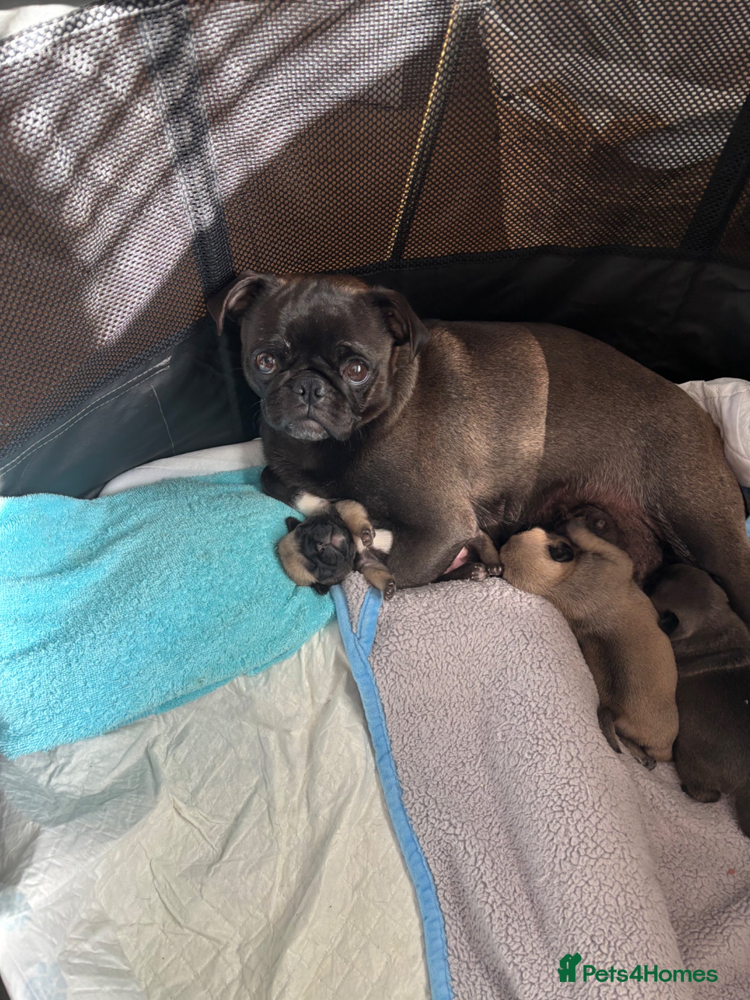 Pug dogs Purebred Pug Puppies  - Advert 9