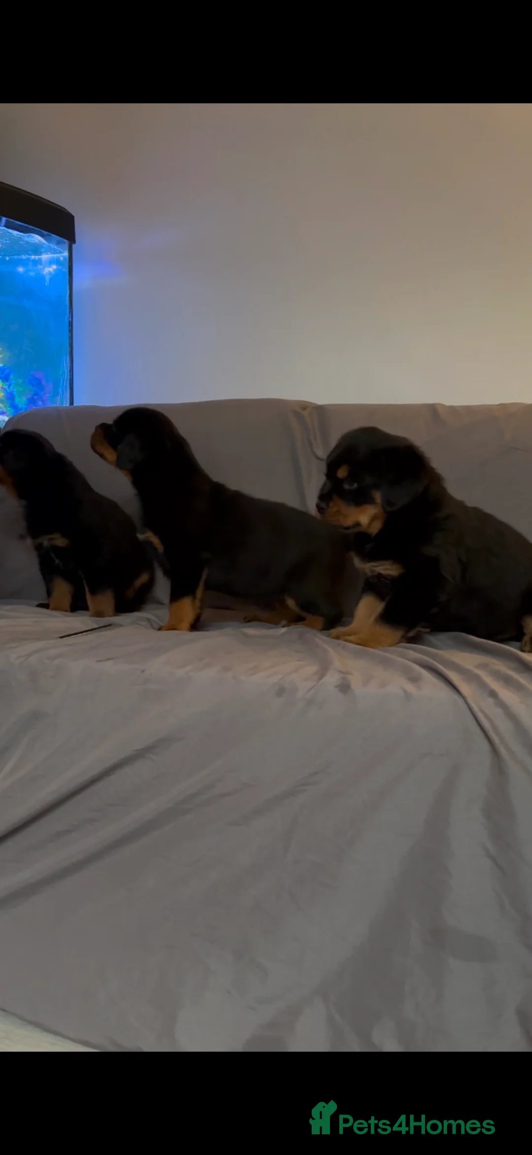 Rottweiler dogs for sale: ROTTWEILER PUPPIES deposit secures - Advert 2