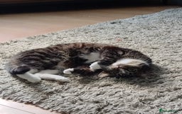 Mixed Breed cats for sale: Loki- 4 year old male  - Image 2