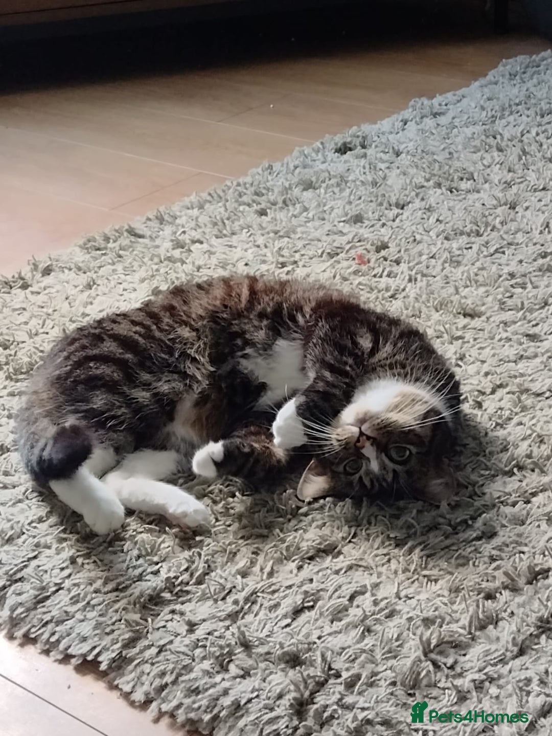 Mixed Breed cats for sale: Loki- 4 year old male  - Image 2