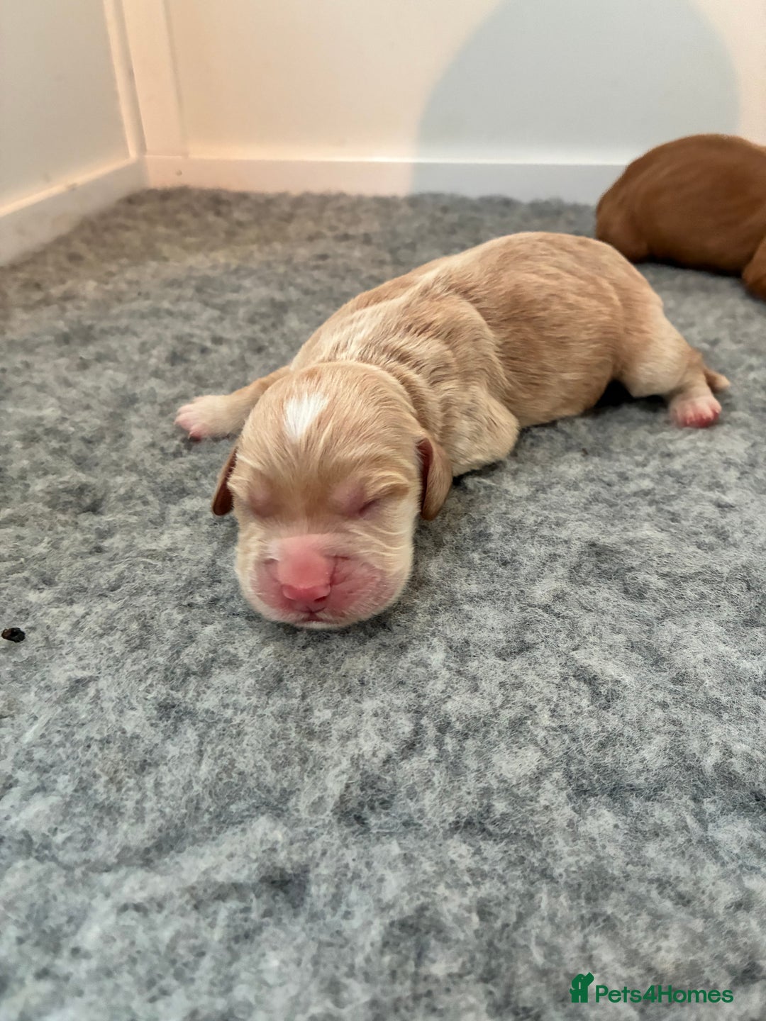 Cocker Spaniel dogs for sale: KC Registered and Vet checked Pups - Advert 4