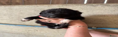 Border Collie 4