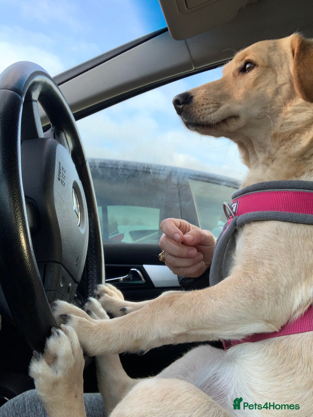 Goldador dogs for sale: Goldador puppies ready for rehome now!  - Advert 2