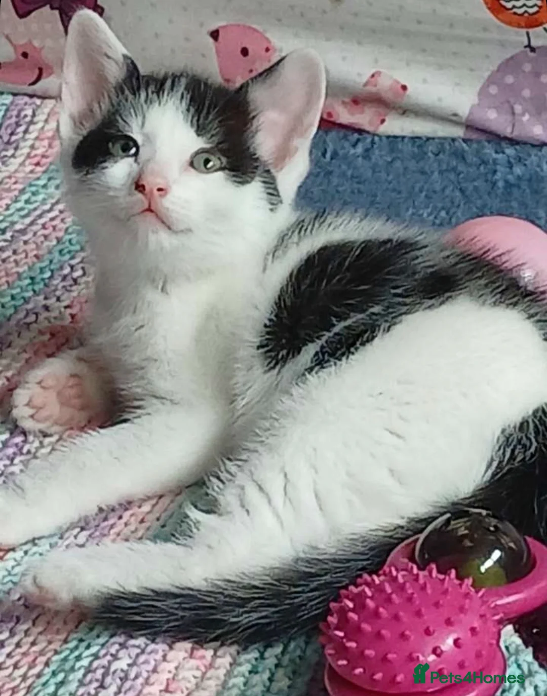 Domestic Shorthair cats for sale: Kittens  in Milton Keynes - Advert 6