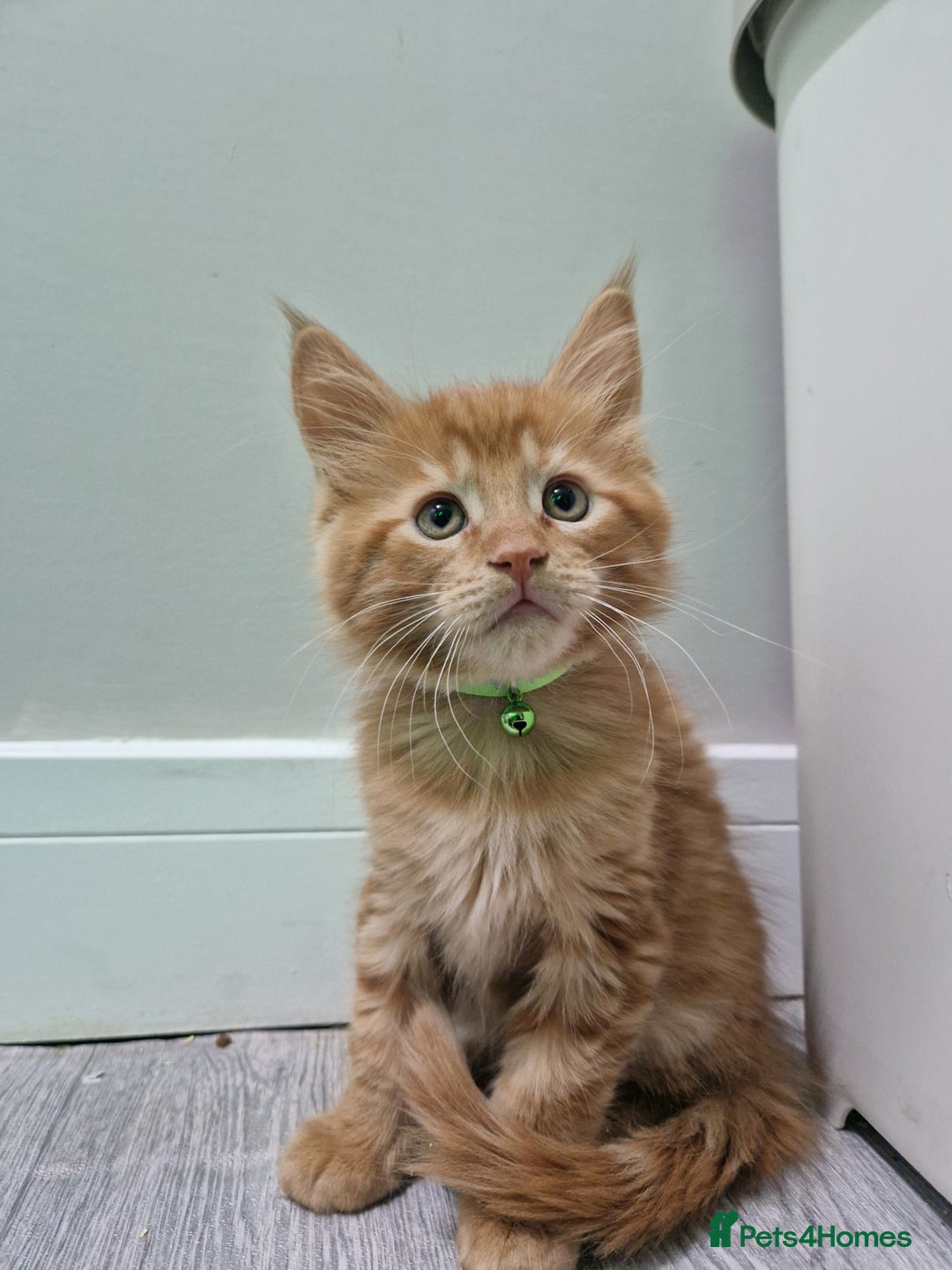 Maine Coon cats for sale: 2 Maine Coon Kittens  - Advert 18