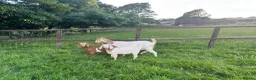 Goats livestock for sale: Boer x Anglo Nubian goats for sale  - Advert 2