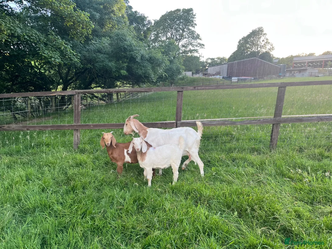 Goats livestock for sale: Boer x Anglo Nubian goats for sale  - Advert 2