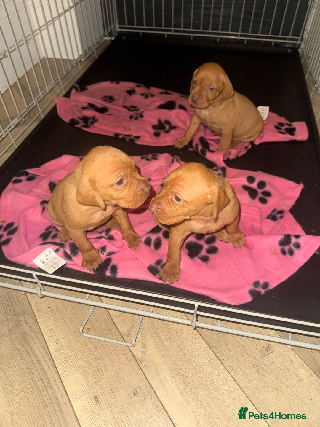 Hungarian Vizsla dogs for sale: Hungarian Vizsla KC Puppies excellent Pedigree - Advert 12