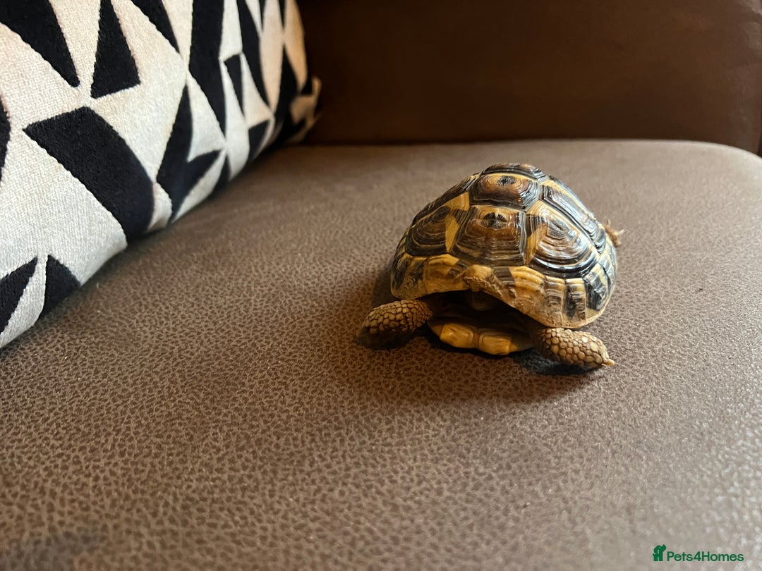 Tortoise reptiles for sale: Tortoise and housing for sale  - Advert 4