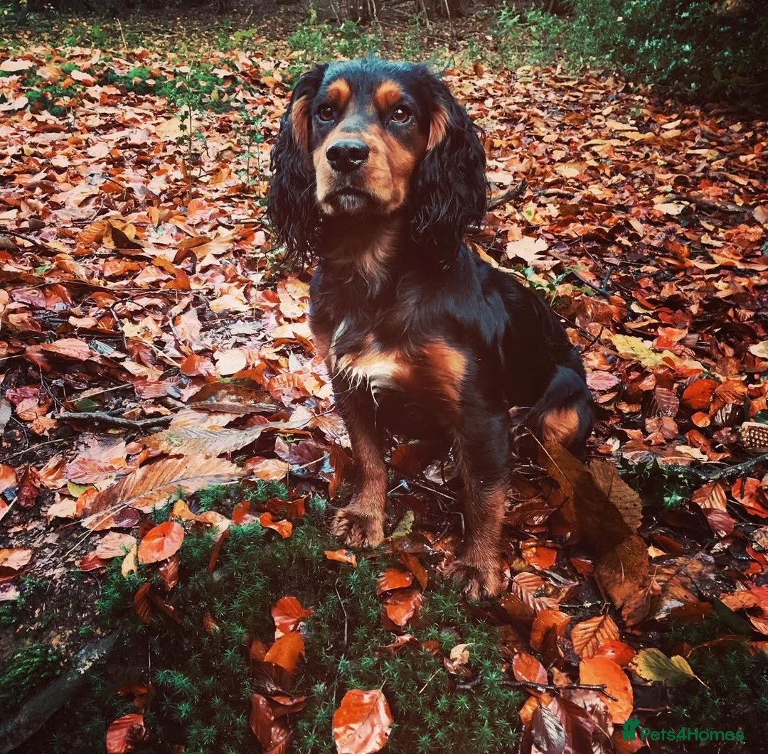 Cocker Spaniel dogs for sale: Black dog & black bitch  - Advert 12