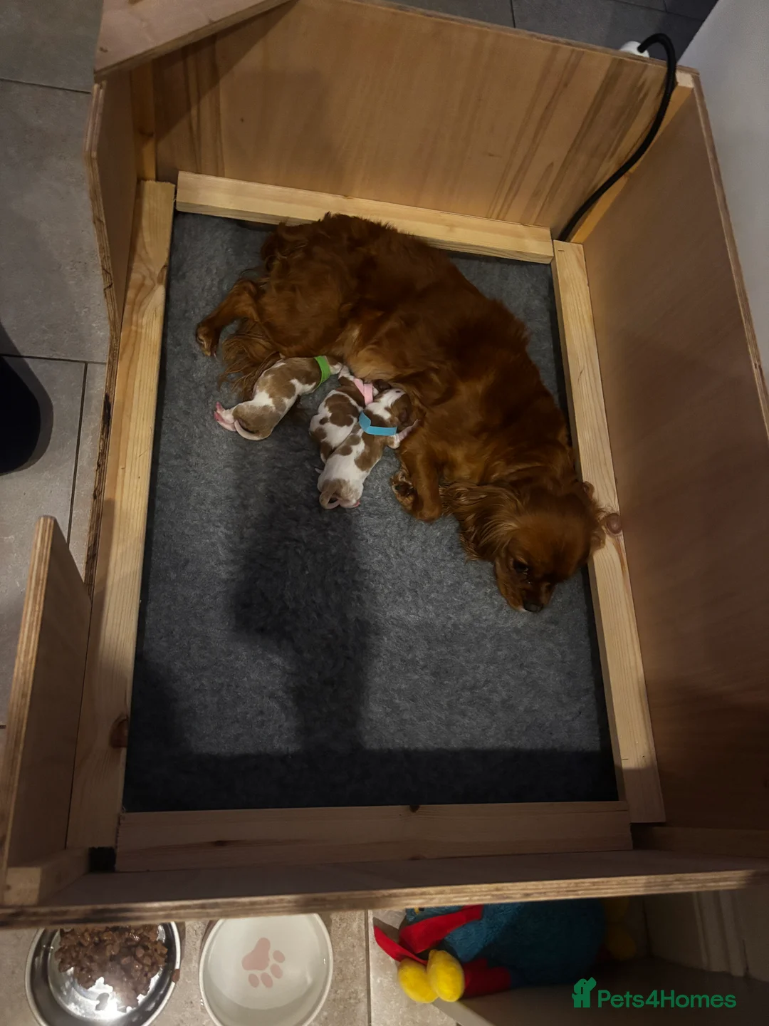 Cavalier King Charles Spaniel dogs for sale: 2 male cavalier King Charles for sale  - Advert 4