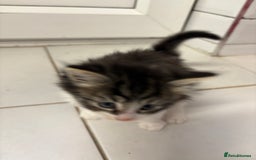 Domestic Shorthair cats for sale: 2 princes an 2 princess kittens  - Image 22