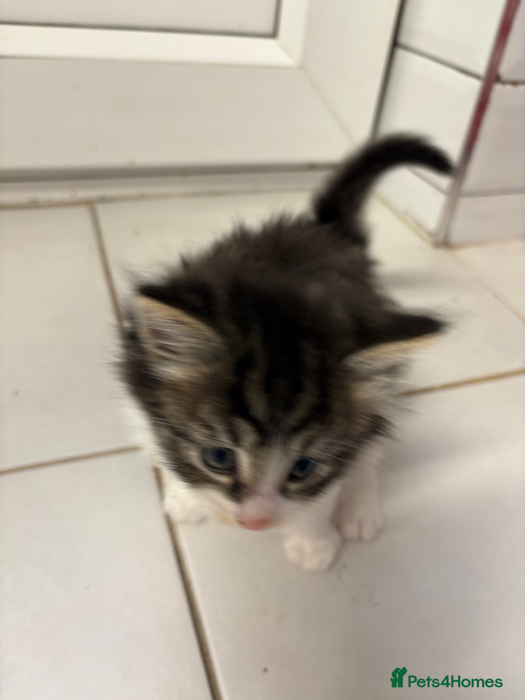 Domestic Shorthair cats for sale: 2 princes an 2 princess kittens  - Image 22