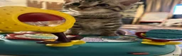 Bengal cats for sale: Gorgeous pedigree bengal male  - Advert 4