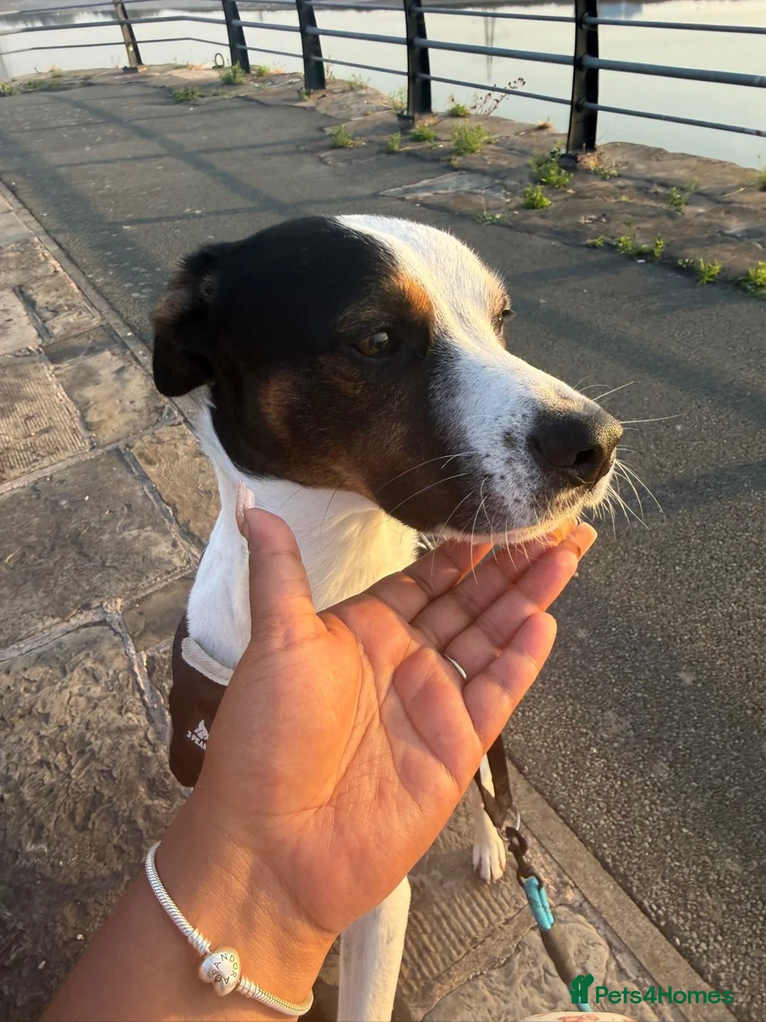 Mixed Breed dogs for sale: Diego - Advert 2