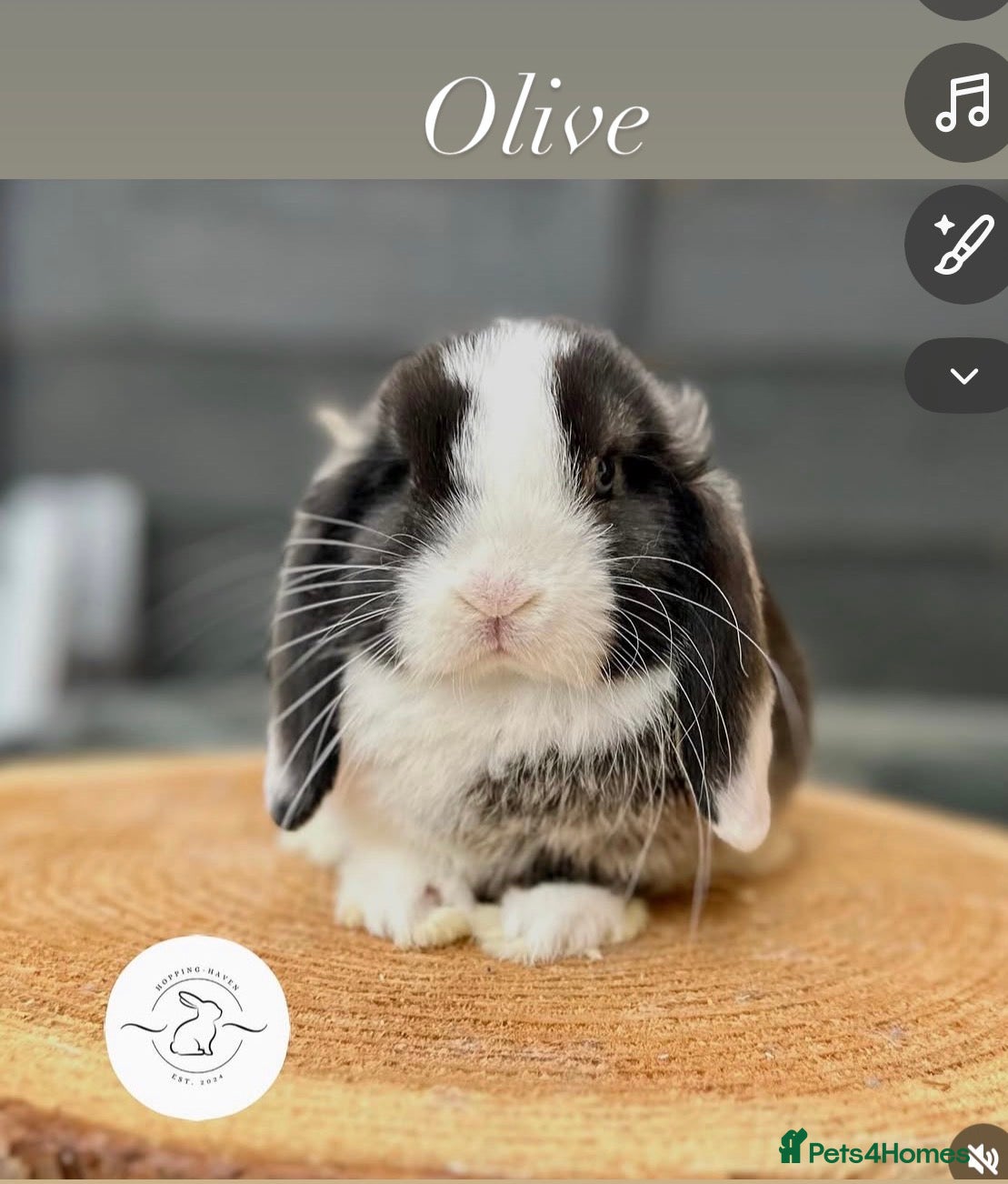 Mini Lop rabbits Adult mini lops looking for homes - Advert 2