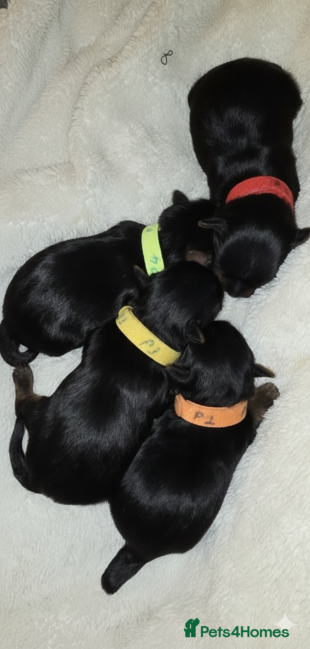 Yorkshire Terrier dogs for sale: Yorkie Puppies  - Advert 6