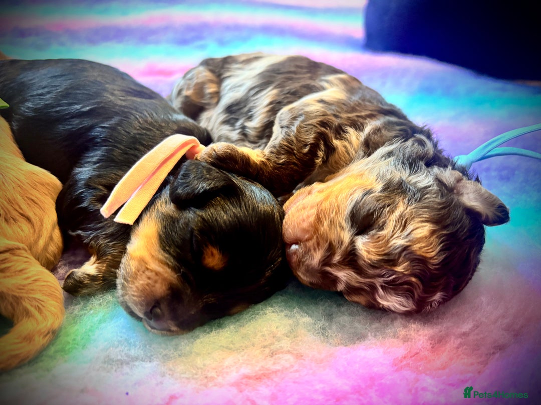 Cavapoo dogs for sale: Beautiful Black Phantom F1bb girl cavapoo - Image 7