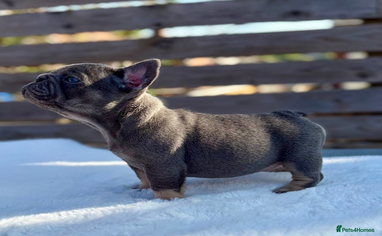 French Bulldog dogs - Advert 16