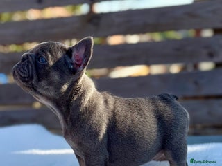 French Bulldog dogs - Advert 28