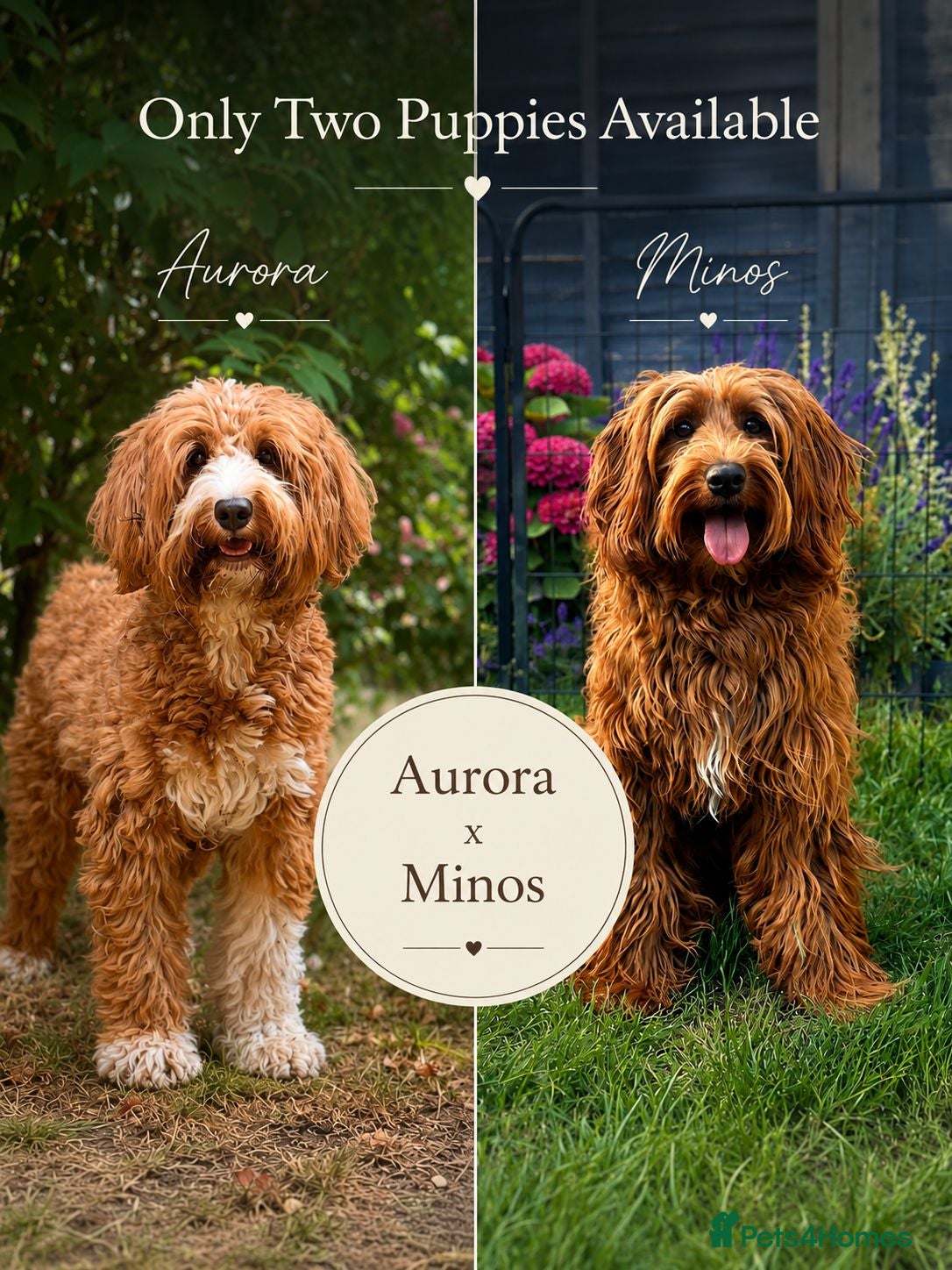 Australian Labradoodle dogs ⭐WALA Australian Labradoodles 2 pupps remaining ⭐ - Advert 6