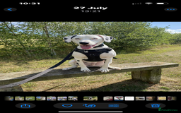 Dalmatian dogs for sale: Deaf blue eyed KC Dalmatian boy 21months - Advert 5