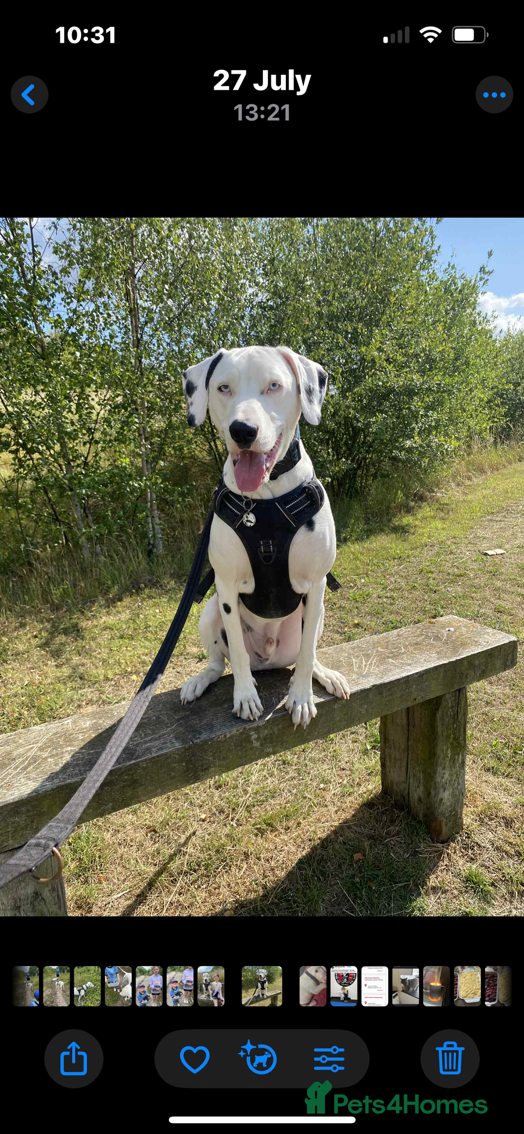 Dalmatian dogs for sale: Deaf blue eyed KC Dalmatian boy 21months - Advert 5