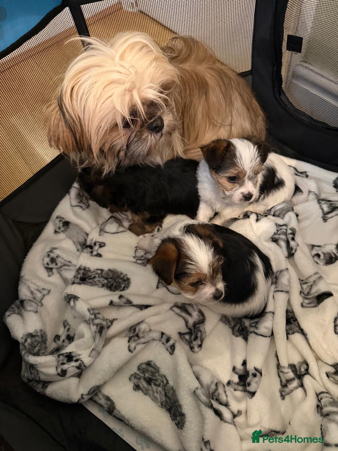 Shih Tzu dogs for sale: Lovely puppies ready to leave soon - Advert 2