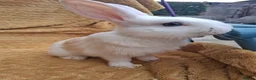 Mixed Breed rabbits for sale: 2 male rabbits looking for a forever loving home in Norwich - Advert 4