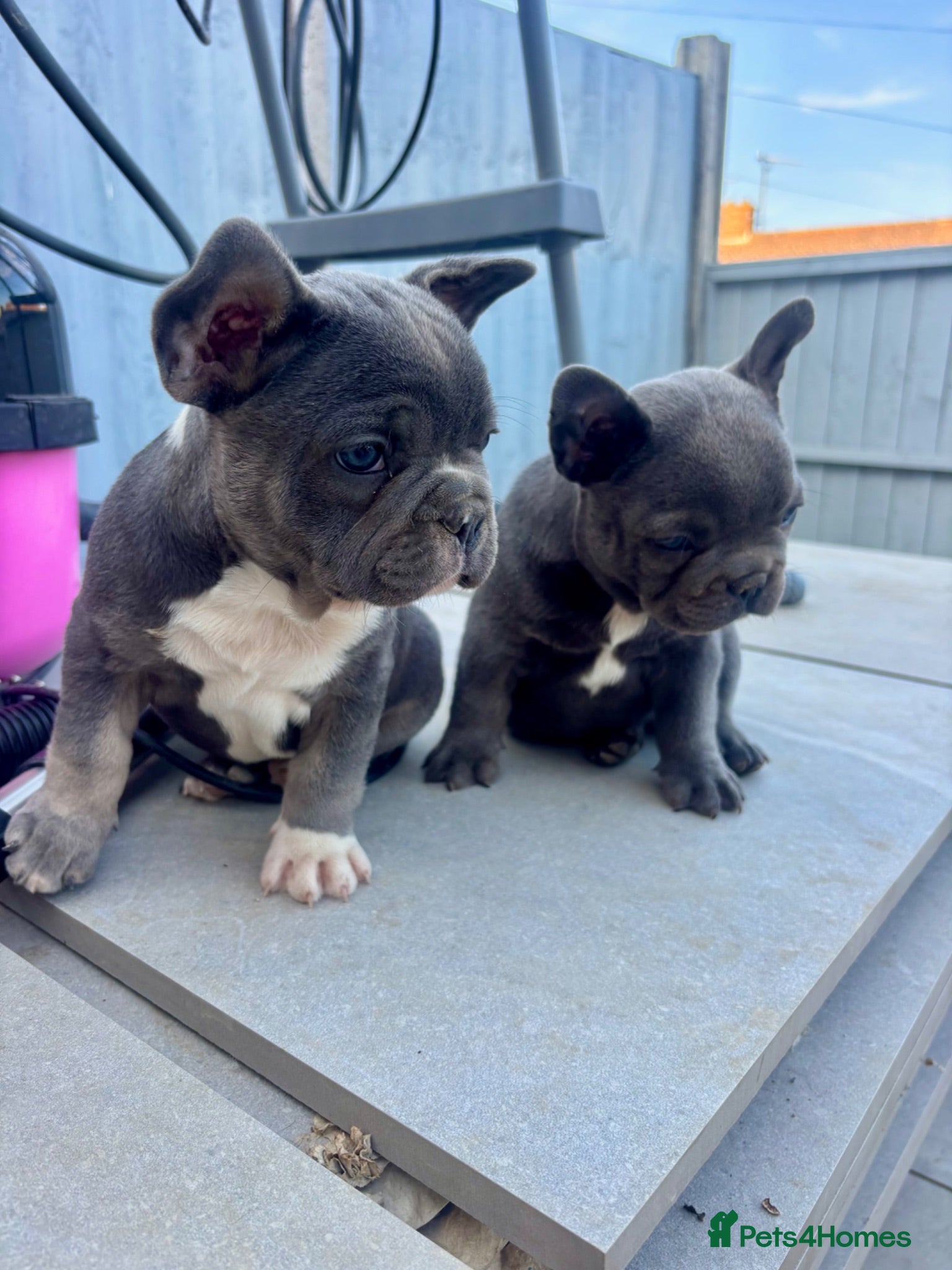 French Bulldog dogs 💙💙 2 quality beautiful blue boys 💙💙 - Advert 2