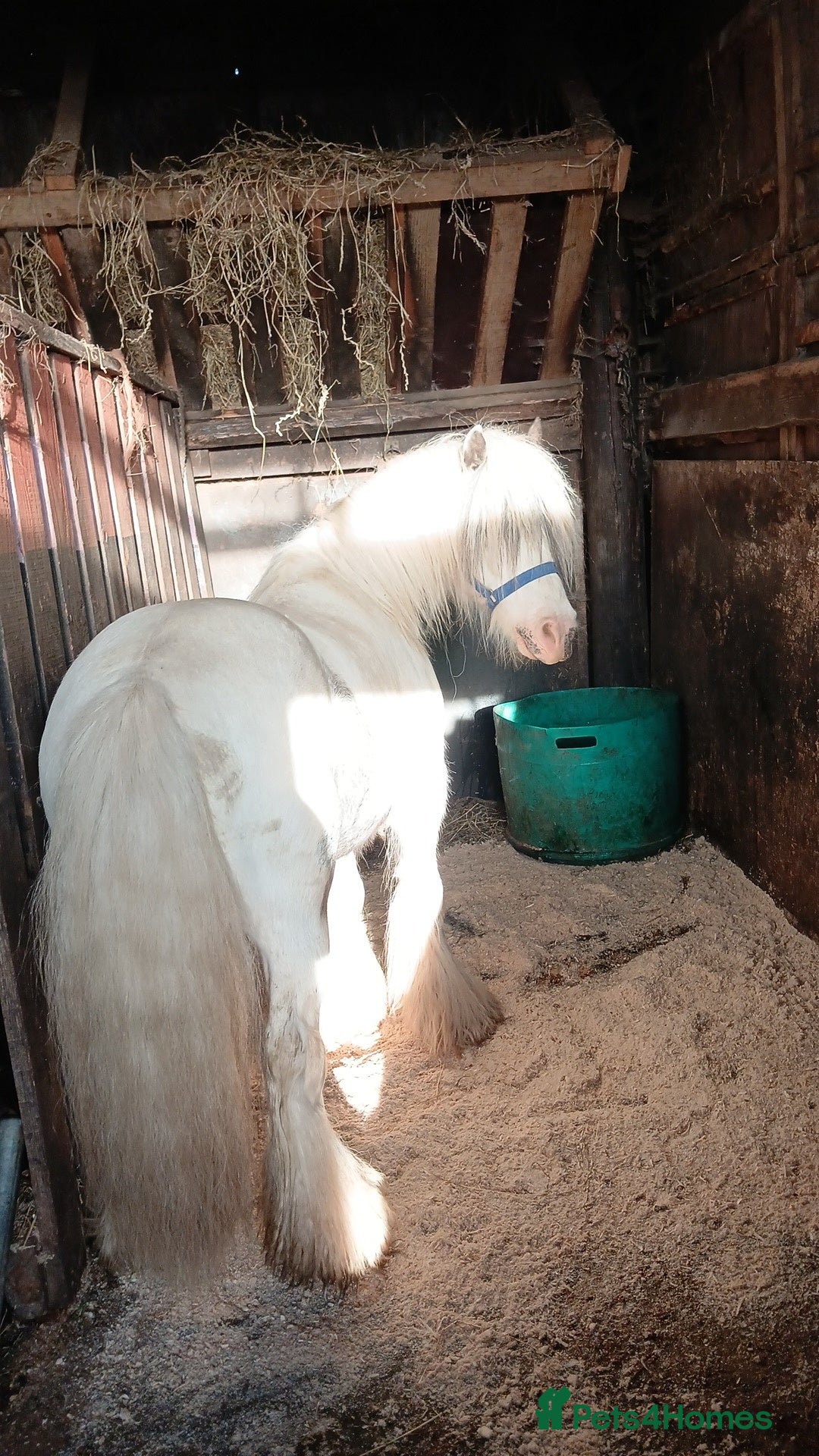 Irish Cob horses for sale: Ride and drive gelding  - Advert 1