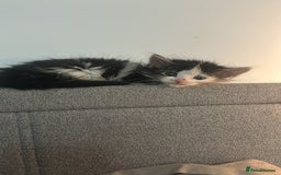 Mixed Breed cats for sale: 2 beautiful kittens ready to go! - Image 4