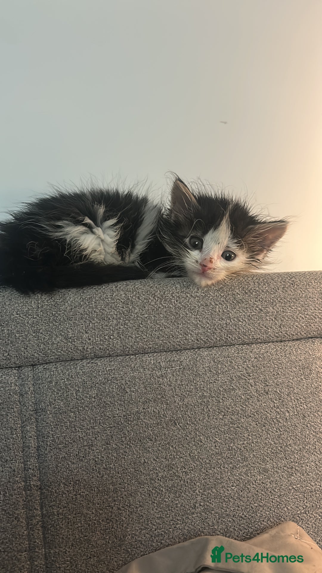 Mixed Breed cats for sale: 2 beautiful kittens ready to go! - Image 4
