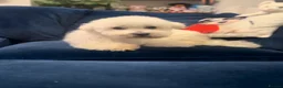 Bichon Frise dogs for sale: Bichon frise for adoption  - Advert 3