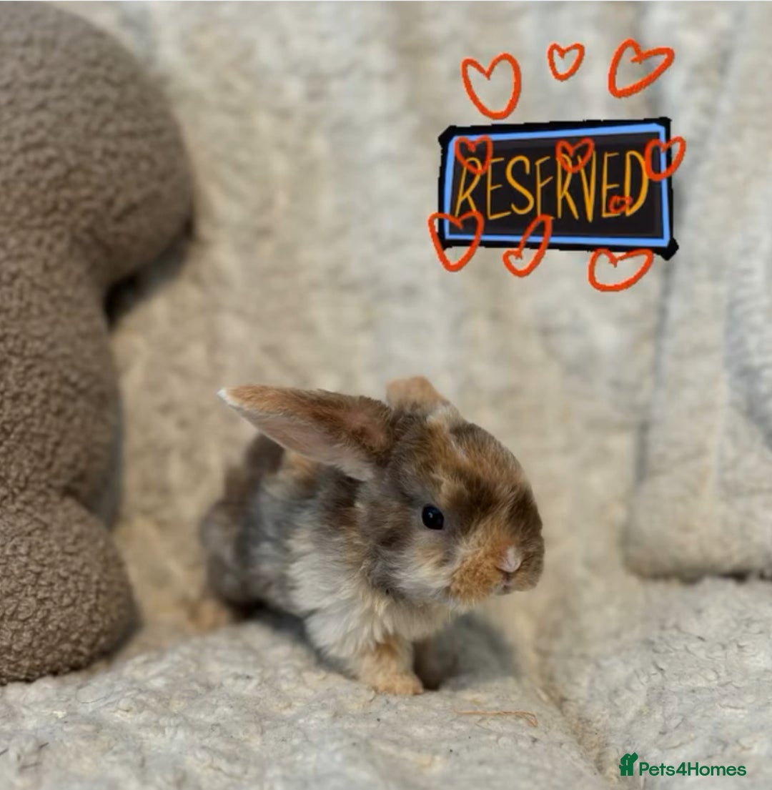 Mini Lop rabbits for sale: Mini plush lop babies 🫶🏻 ready to reserve! ✨  - Image 6